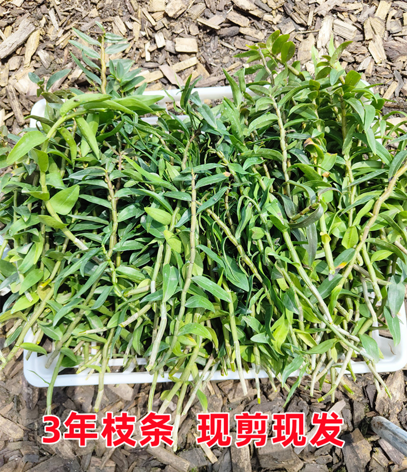 带叶乐清新鲜铁皮石斛鲜条500g克 榨汁用三年生铁皮枫风斗雁荡山