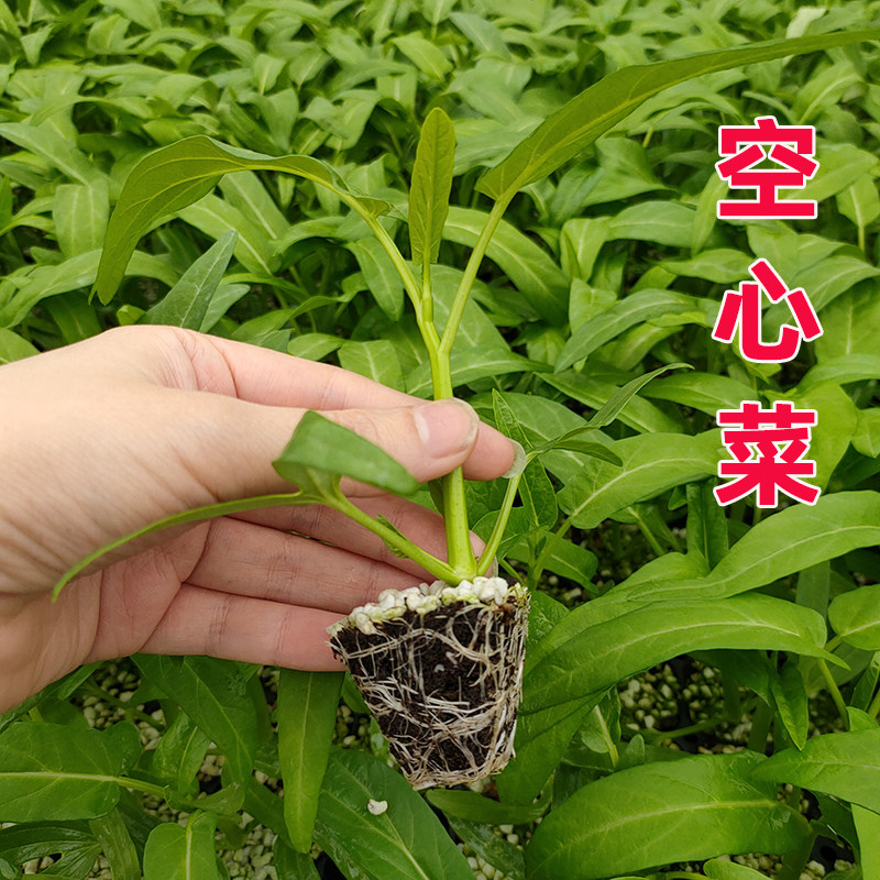寿光当季蔬菜苗生菜秧芹菜空心菜带根韭菜四季盆栽阳台菜带土球秋