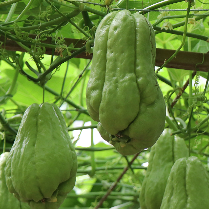 佛手瓜瓜苗种苗种籽孑带芽种苗瓜苗扶手春秋四季盆栽龙须菜秧种植 - 图0