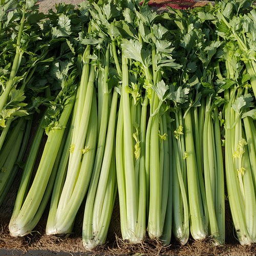 美国文图拉西芹种子高产芹菜种籽 西芹菜籽种 春秋季播蔬菜苗秧 - 图1