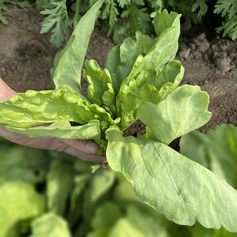 大叶茼蒿种籽子小叶光杆茼蒿种孑播蔬菜阳台盆栽庭院春秋种菜-图2