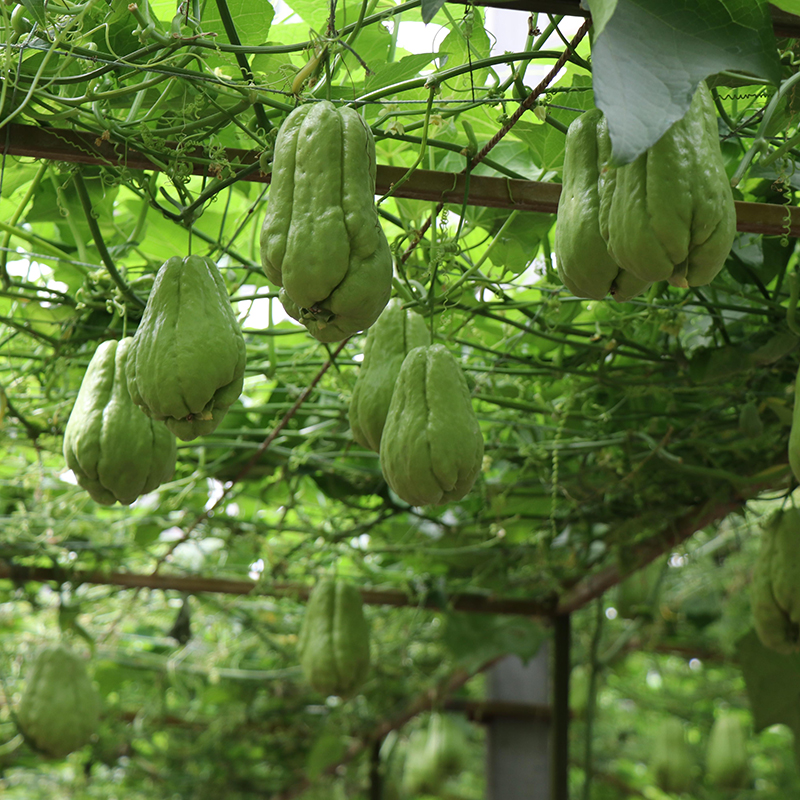 佛手瓜瓜苗种苗种籽孑带芽种苗瓜苗扶手春秋四季盆栽龙须菜秧种植 - 图2