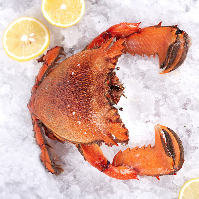 老虎蟹3只装400-500g/只贵妃蟹特大海鲜冷冻水产咖啡蟹红螃蟹特大,淘宝优惠券,粉丝福利购,淘宝优惠卷