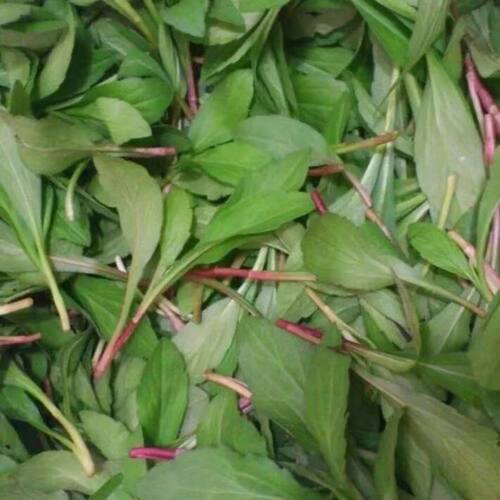 野生马兰头种子食用野菜四季播易种鸡毛菜菜园阳台盆栽马齿苋种子 - 图2