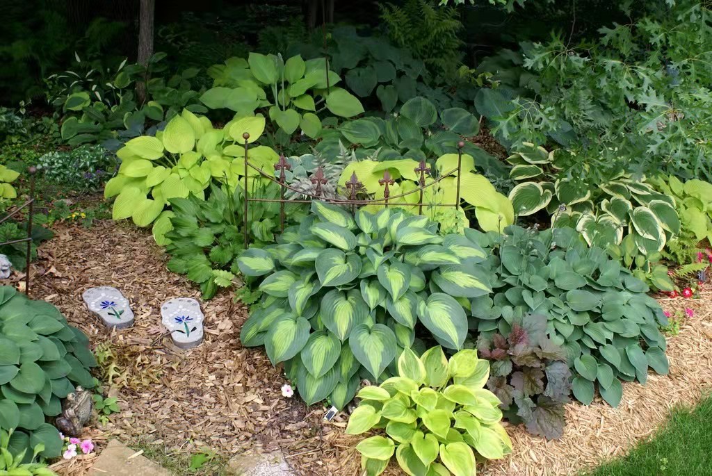 年度玉簪 已发芽 多年生宿根耐阴观叶植物冬季休眠枯叶10cm盆栽苗 - 图1