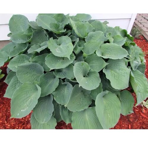 已经发芽长叶 玉簪新品3 分株苗 多年生宿根耐阴植物  10cm盆栽苗 - 图1