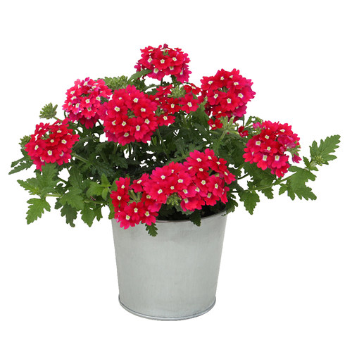 美女樱大苗种子孑籽苗花苗垂吊细叶小苗开花盆栽阳台庭院冬季 - 图3