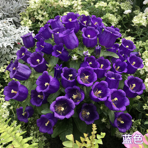 丹麦风铃草花种子籽春季四季种开花日本紫斑阳台庭院室内室外盆栽 - 图2