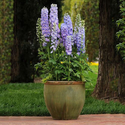 大花飞燕草花苗种子穴盘苗大苗盆栽小花重瓣北极光四季开花庭院 - 图0