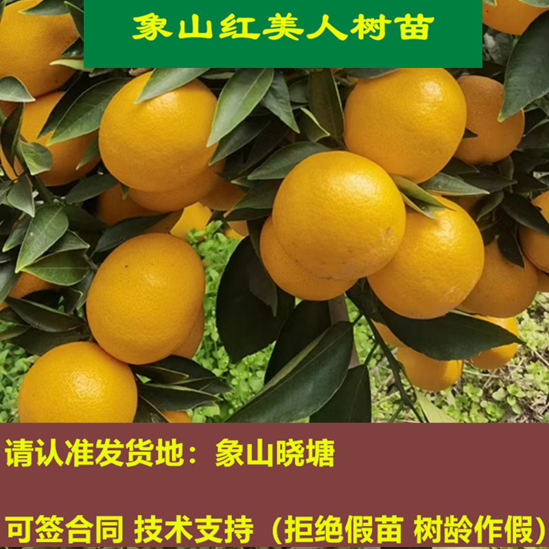 爱媛28号-新人首单立减十元-2022年3月|淘宝海外 爱媛28号-新人首单立减十元-2022年3月|淘宝海外