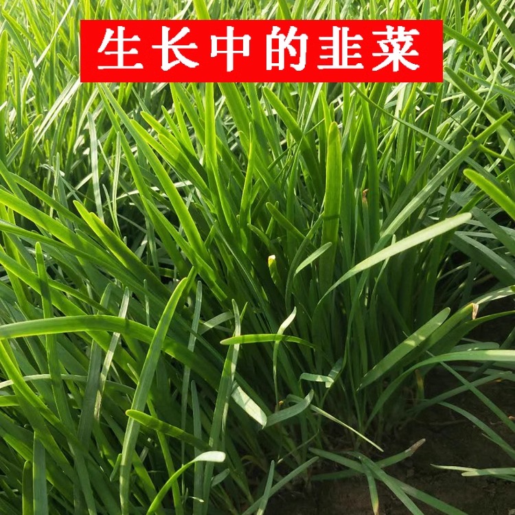 韭菜根苗批发紫根现挖韭菜根种四季宽叶韭菜根包邮新鲜韭菜籽种子 - 图2