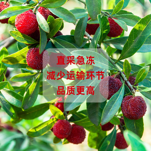 新鲜冷冻东魁杨梅果肉大果颗粒奶茶店用原料商用2斤无核杨莓水果 - 图1