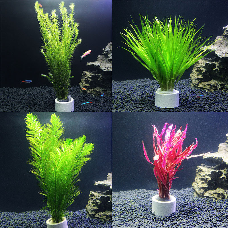 鱼之城水草活体淡水植物蜈蚣草绿菊草新手水草观赏鱼缸水草造景草 鱼之城水族 淘优券