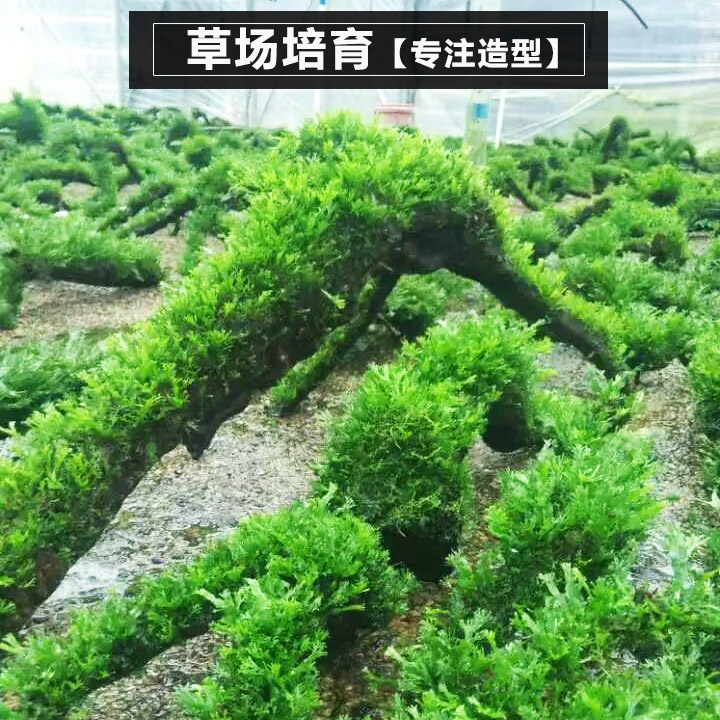 沉木沉木造景木沉木水草沉木大号沉木水草活体莫斯木沉木装饰-图2