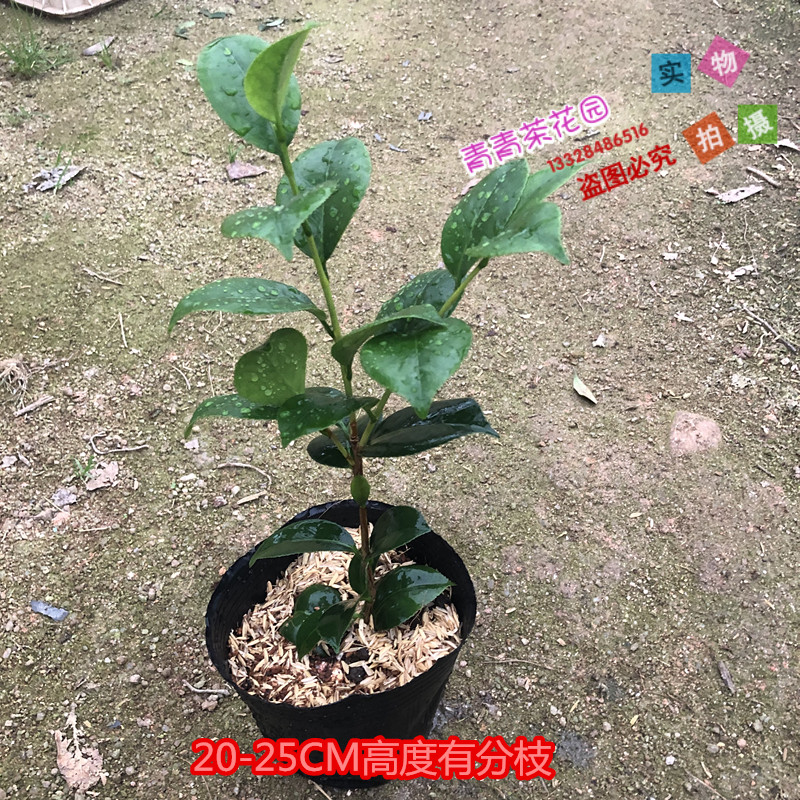 宽彩带茶花苗又名女皇二号名贵山茶花苗花卉盆栽热卖包邮