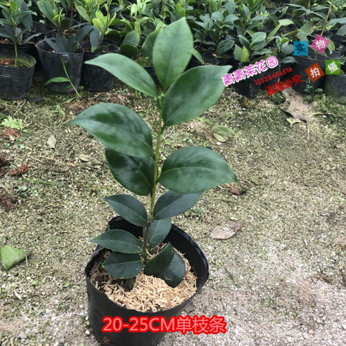 宽彩带茶花苗又名女皇二号名贵山茶花苗花卉盆栽热卖包邮 - 图1