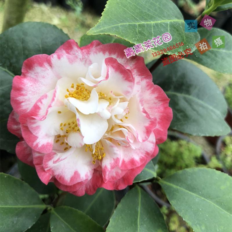 宽彩带茶花苗又名女皇二号名贵山茶花苗花卉盆栽热卖包邮