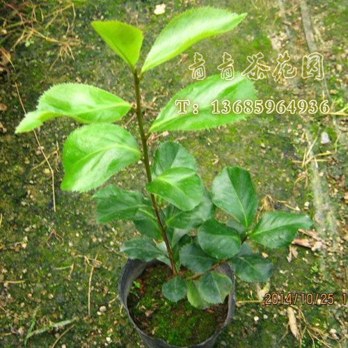 新品种稀有珍贵茶花 【诗梦】又名文星奇茶花 花开复色 花叶共赏 - 图0