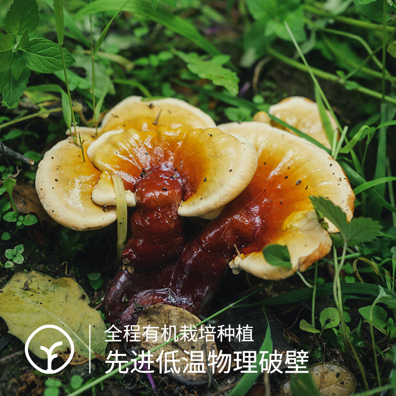 谨义堂破壁灵芝孢子粉100g