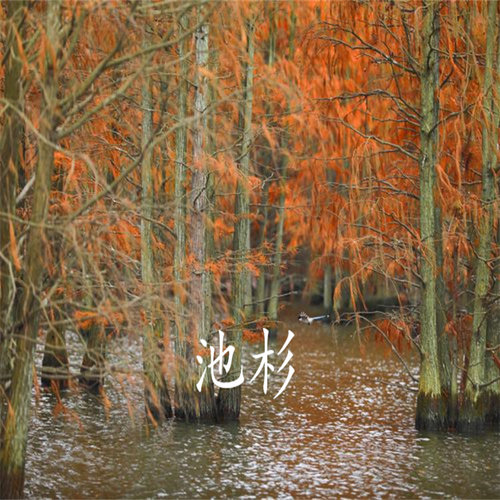 池杉小苗落羽杉树苗庭院道路农田护坡占地水边大型四季常青杉树苗 - 图1