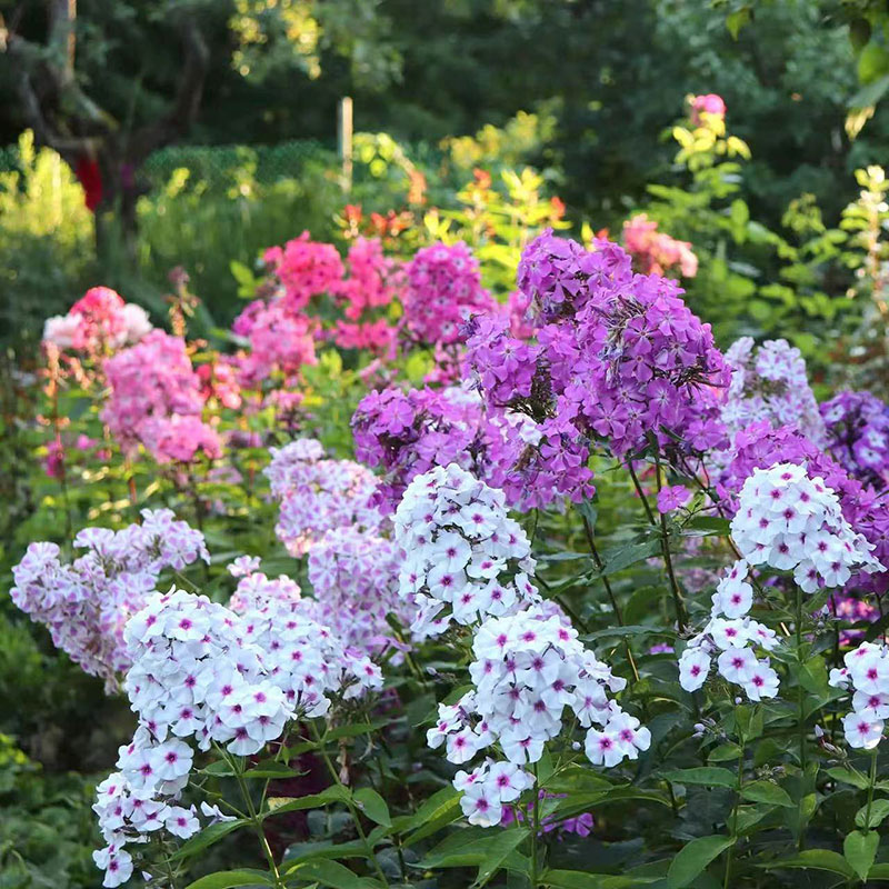 小鼹鼠园艺家宿根福禄考花苗焰火多年生紧凑中杆耐寒耐热夏季开花 - 图2