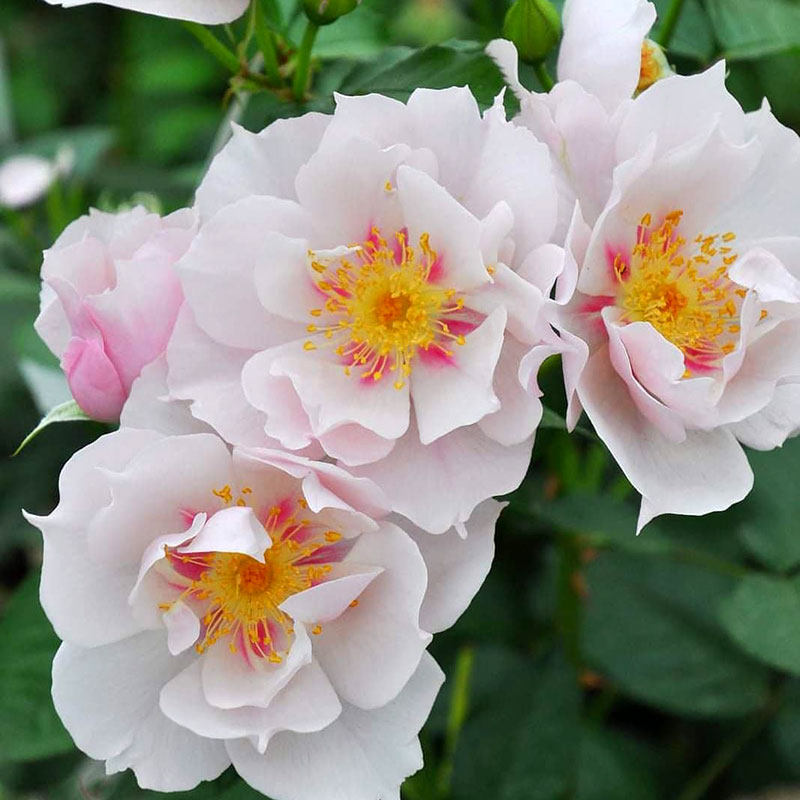 小鼹鼠园艺家灌木月季一见钟情丰花半重瓣美人尖,淘宝优惠券,粉丝福利购,淘宝优惠卷