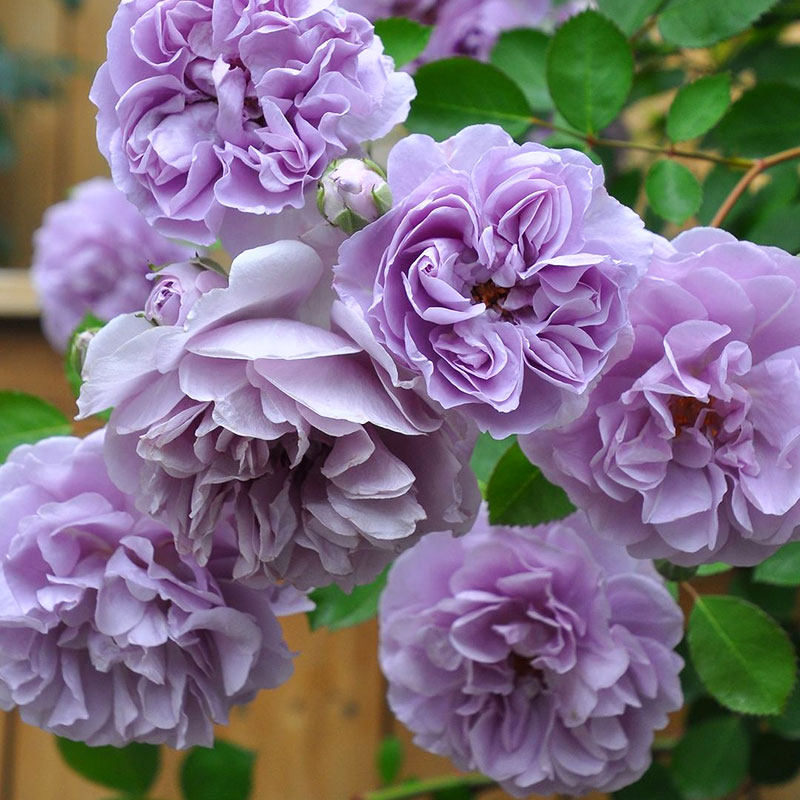 小鼹鼠园艺家爬藤月季蓝色阴雨蓝紫色藤本花苗长势快阳台玫瑰,淘宝优惠券,粉丝福利购,淘宝优惠卷