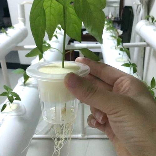 水培定植篮配套种植海绵无土栽培蔬菜设备管道配件水耕杯棉固根器 - 图1