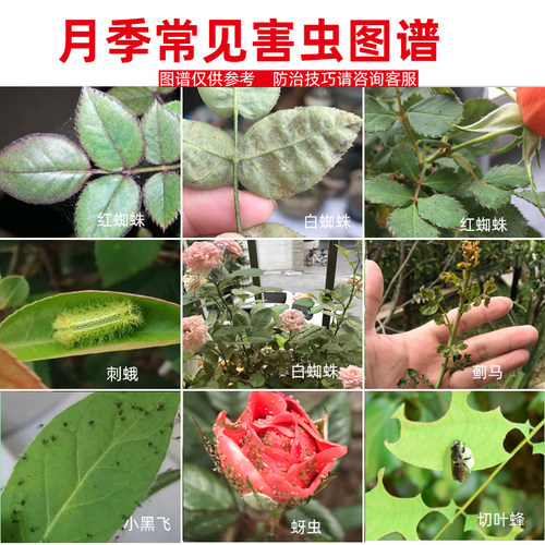 杀红蜘蛛专用药虫卵双杀月季花常用药蚜虫蓟马杀虫剂花卉蔬菜通用 - 图0