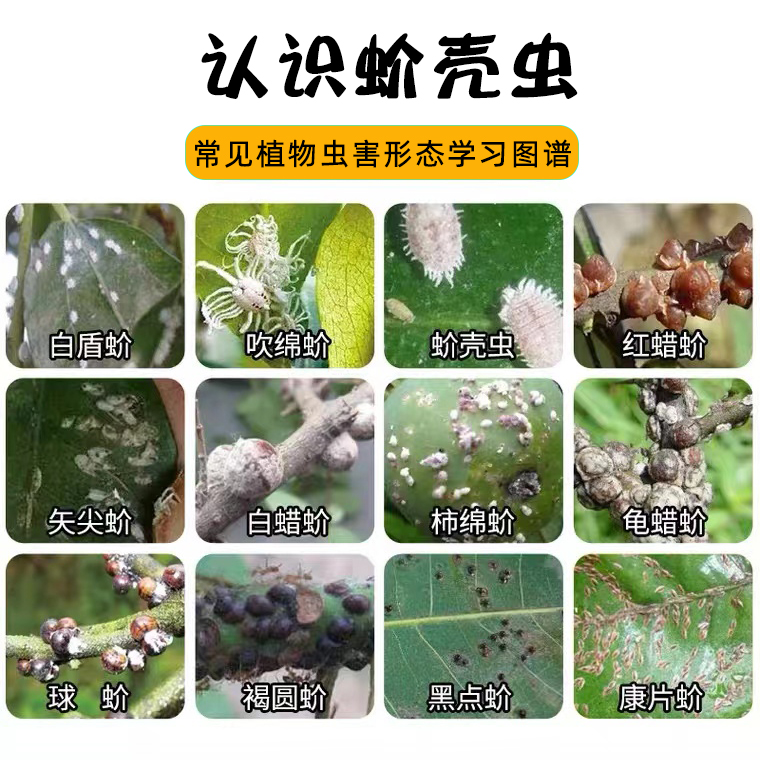 噻嗪酮花卉杀虫剂介壳虫花药多肉蚧壳虫小白虫白粉虱通用植物药剂 - 图0