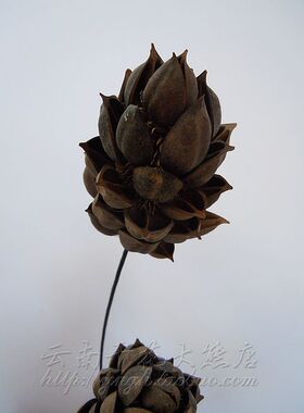 艺术高仿真花客厅大火龙果