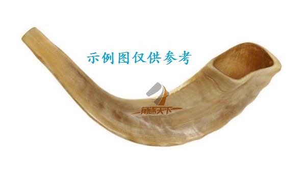 上海以色列天然真公羊角号角rams horn shofar 小号羊角号 - 图0