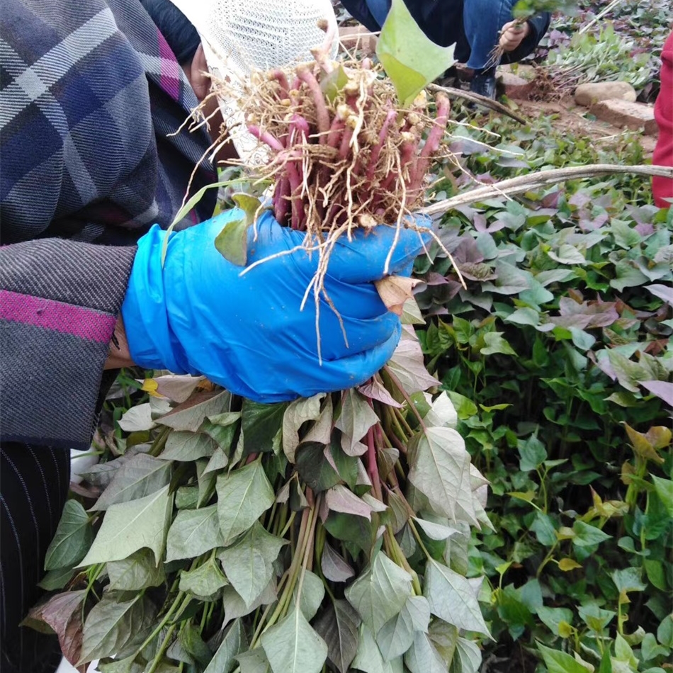 老品种红薯苗北京红553烤地瓜秧黄皮黄心黄瓤番薯山芋红苕秧苗 - 图0