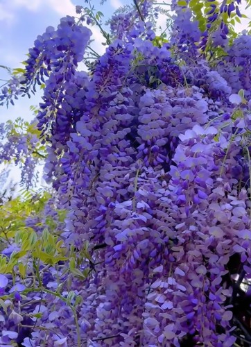 紫藤花苗丰花长穗爬藤植物耐寒紫藤萝阳台庭院围墙攀援花卉好 - 图3
