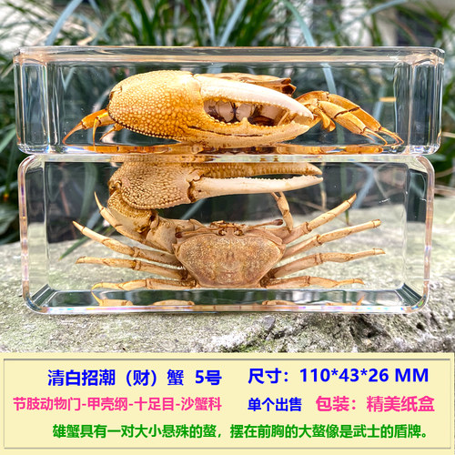 幼儿园教学真实海洋动物树脂标本螃蟹虾热带鱼乌贼乌龟海星寄居蟹 - 图1