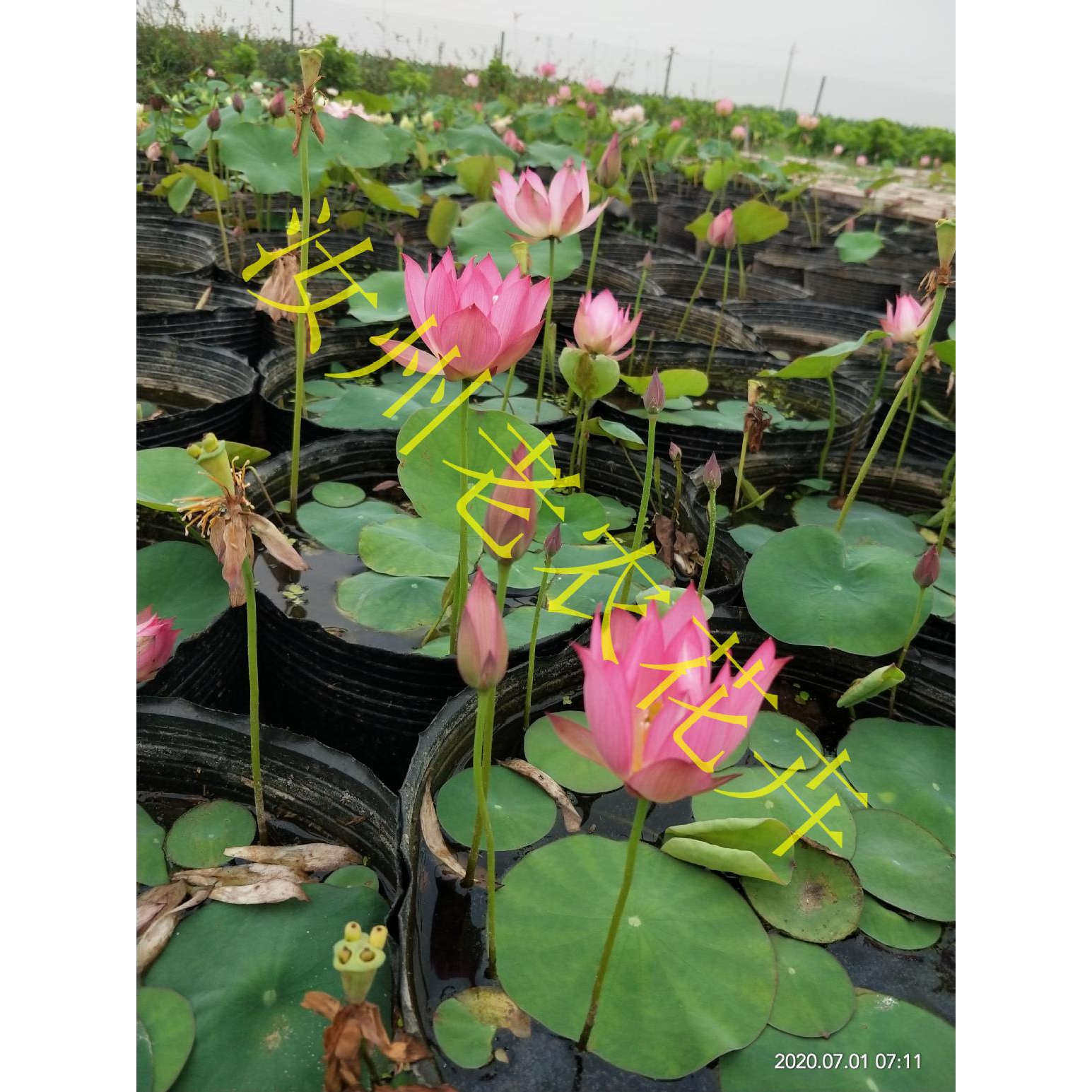 微型汝州老农花卉荷花碗莲阳台花卉水养盆栽荷花盆栽带花苞耐寒,淘宝优惠券,粉丝福利购,淘宝优惠卷