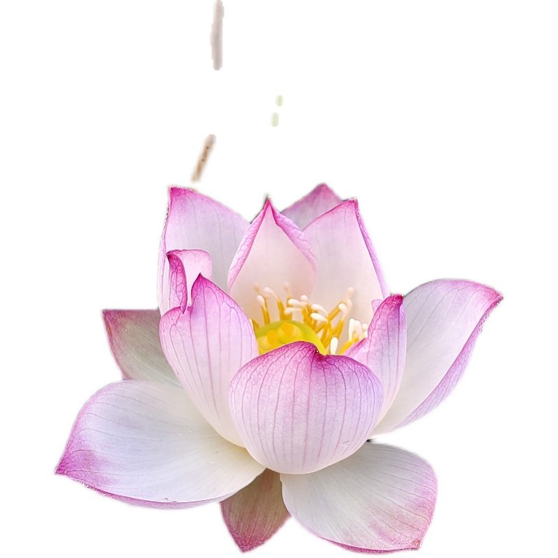 微型汝州老农花卉荷花碗莲阳台花卉水养盆栽荷花盆栽带花苞耐寒,淘宝优惠券,粉丝福利购,淘宝优惠卷