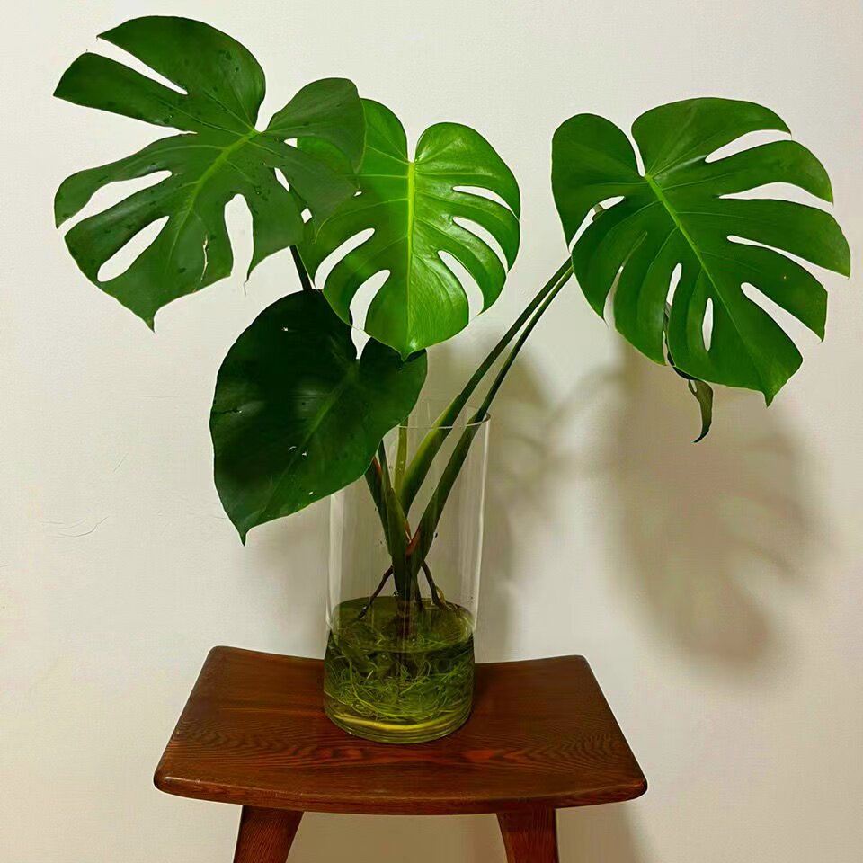 龟背竹水培老桩开背室内桌面绿植耐阴好养吸甲醛净化空气水养植物