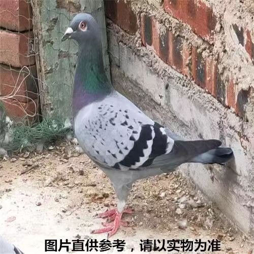 包活运鸽子信鸽赛鸽白羽瓦灰雨点银王落地王红雨点麒麟雪花黑金刚-图0