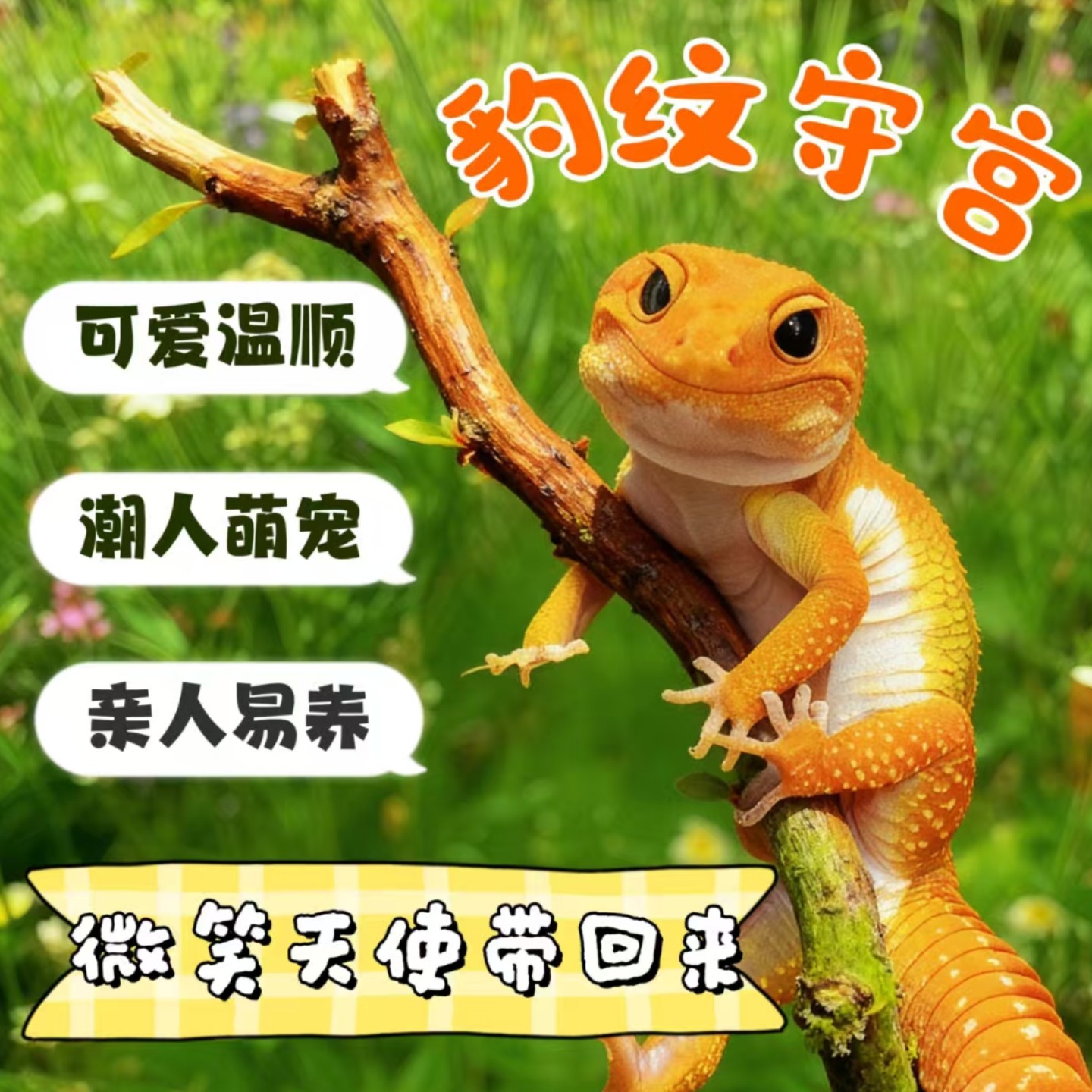 豹纹守宫蜥蜴宠物活体新手入门级网红爬宠温顺易养阳光蜜橘银河,淘宝优惠券,粉丝福利购,淘宝优惠卷