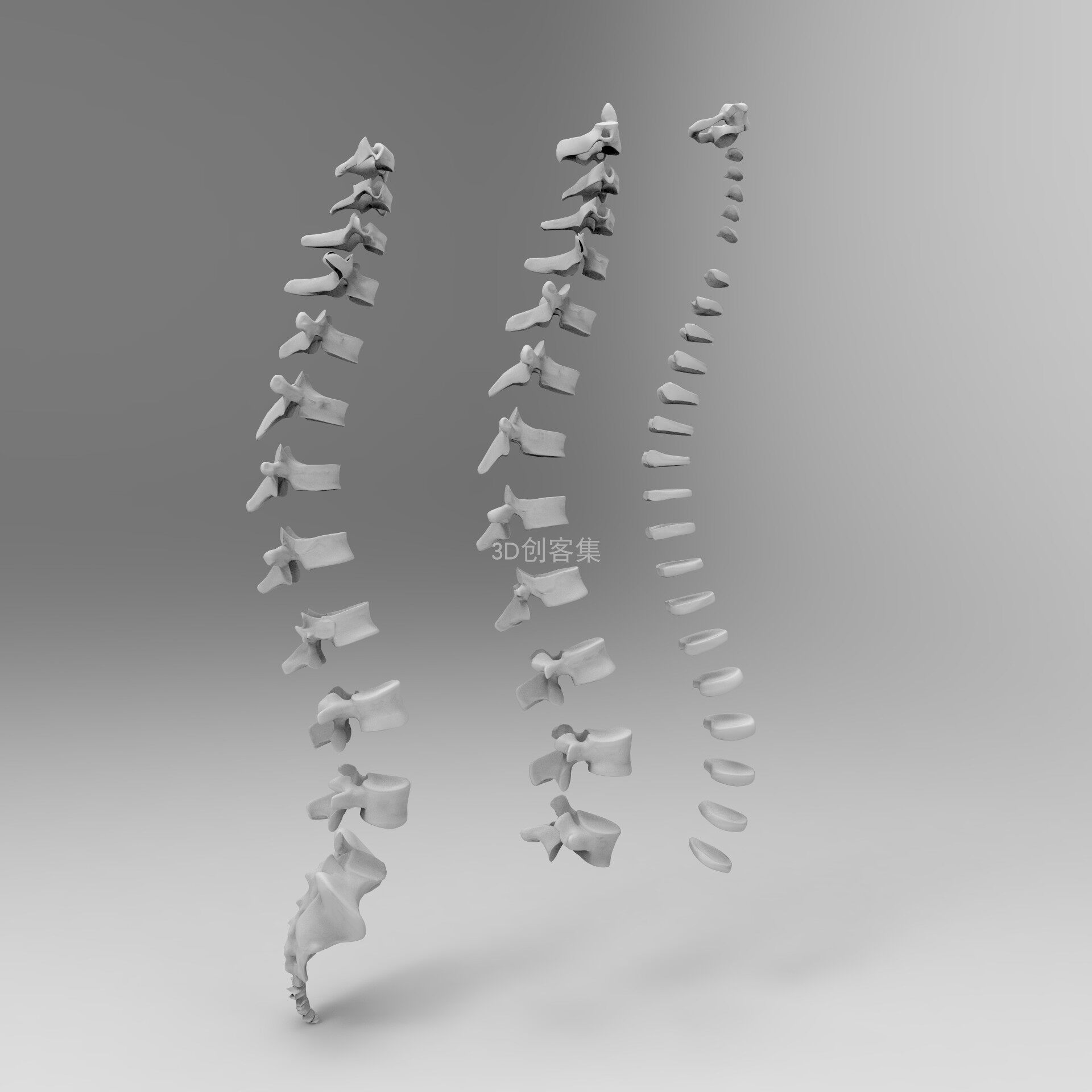 医学3D模型/3D素材/人体结构器官3D打印文件stl(完整的脊柱脊椎)