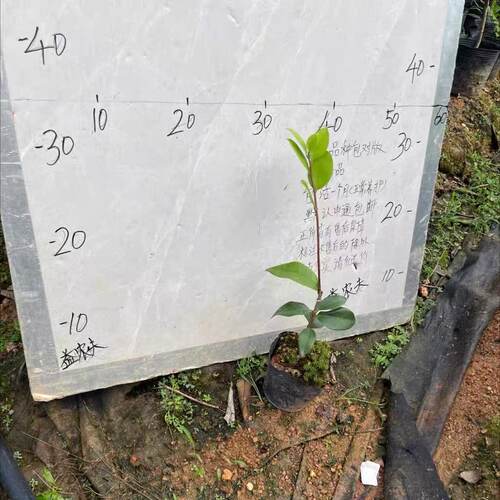 26年益农夫新品软风茶梅日系单瓣带香味肉粉色花卉盆栽绿植 - 图0