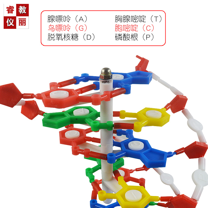 DNA双螺旋结构模型 60cm大号生物教学具脱氧核苷酸链碱基遗传基因-图1