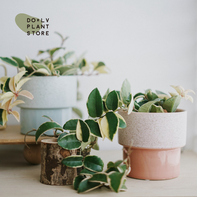 Dolv 豆绿花叶球兰锦北欧风植物室内清新家居绿植垂吊盆栽包邮 豆绿植物工作室 淘优券