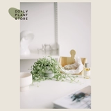 Dolv Bean Green Jade Lover Leats Tears Pearl Spider Plaint Plaint Plant Сочные растения на рабочие столы балкон зеленые растения хорошие горшки