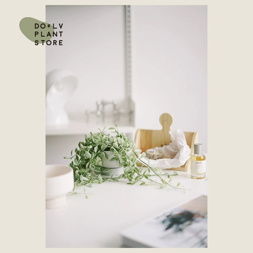 Dolv Bean Green Jade Lover Leats Tears Pearl Spider Plaint Plaint Plant Сочные растения на рабочие столы балкон зеленые растения хорошие горшки