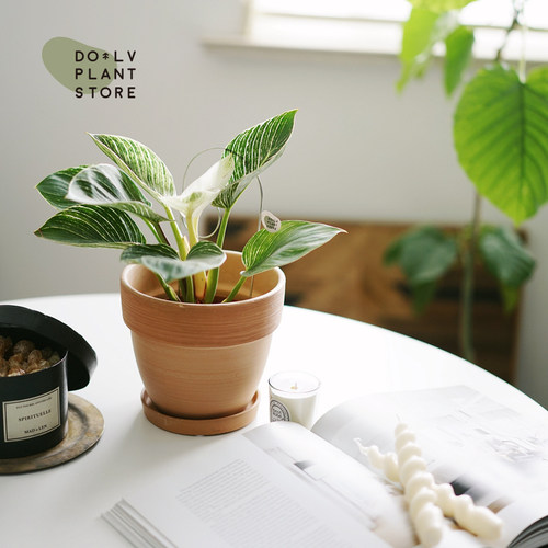 DOLV 豆绿 铂金钻蔓绿绒 北欧风喜林芋植物美学室内桌面绿植盆栽 - 图3