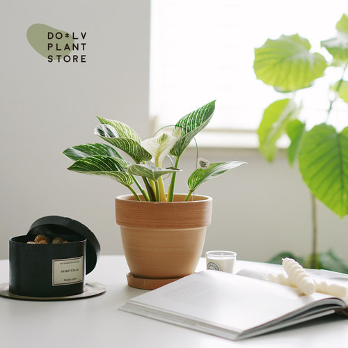 DOLV 豆绿 铂金钻蔓绿绒 北欧风喜林芋植物美学室内桌面绿植盆栽 - 图0