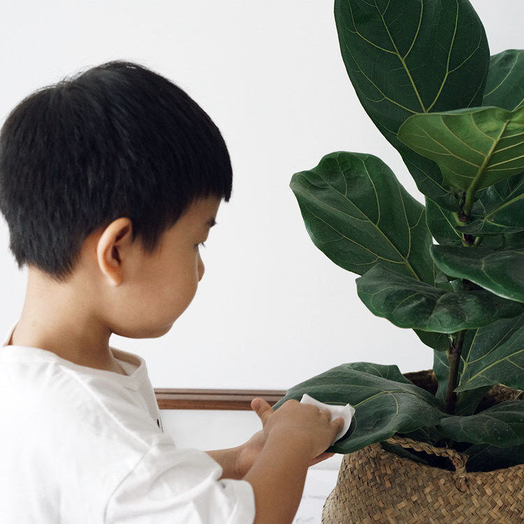 DOLV 豆绿 叶片护理液 深度滋养叶片 观叶植物 清洁叶片专用,淘宝优惠券,粉丝福利购,淘宝优惠卷