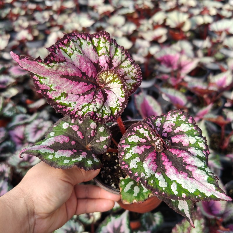 圣诞蜗牛秋海棠重彩合集圣尼克派对女孩热舞女鲜花绿植盆栽彩色,淘宝优惠券,粉丝福利购,淘宝优惠卷